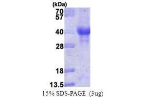 Figure annotation denotes ug of protein loaded and % gel used. (PTEN Induced Putative Kinase 1 (PINK1) (AA 156-507) Peptid)