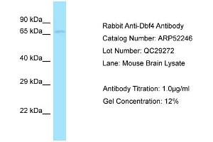 Western Blotting (WB) image for anti-DBF4 Homolog (DBF4) (C-Term) antibody (ABIN2784842) (DBF4 Antikörper  (C-Term))