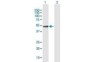 Western Blot analysis of SULT2B1 expression in transfected 293T cell line by SULT2B1 MaxPab polyclonal antibody. (SULT2B1 Antikörper  (AA 1-365))