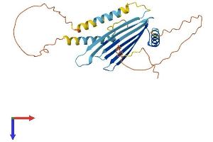 MLF1 Protein (AA 1-268) (His tag)