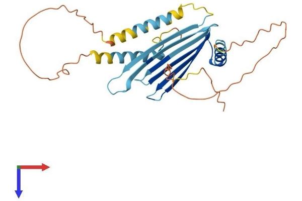MLF1 Protein (AA 1-268) (His tag)