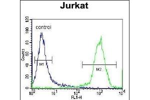 HJURP Antibody (C-term) (ABIN657329 and ABIN2846399) flow cytometric analysis of Jurkat cells (right histogram) compared to a negative control cell (left histogram). (HJURP Antikörper  (C-Term))