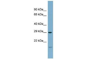 WB Suggested Anti-COPS7A Antibody Titration: 0. (COPS7A Antikörper  (Middle Region))