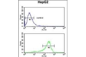 ACY3 Antibody (Center) (ABIN652661 and ABIN2842443) flow cytometric analysis of HepG2 cells (bottom histogram) compared to a negative control cell (top histogram). (Aminoacylase 3 Antikörper  (AA 66-95))