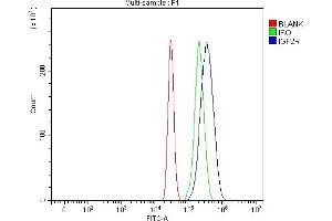 Flow Cytometry analysis of HepG2 cells using anti-IGF2R antibody (ABIN5693085). (IGF2R Antikörper  (AA 424-529))