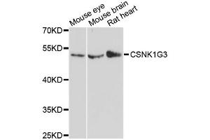 Western blot analysis of extracts of various cell lines, using CSNK1G3 antibody.