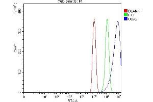 anti-Ubiquitin-Like Modifier Activating Enzyme 5 (UBA5) (AA 37-389) antibody