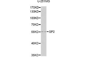 Western blot analysis of extracts of U-251MG cells, using GP2 antibody (ABIN2562888) at 1:1000 dilution. (GP2 Antikörper)