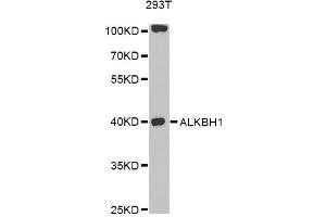 Western blot analysis of extracts of 293T cells, using ALKBH1 antibody (ABIN6292788) at 1:1000 dilution. (ALKBH1 Antikörper)