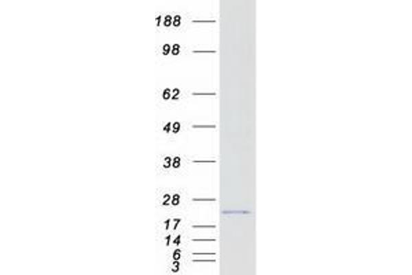 VOPP1 Protein (Myc-DYKDDDDK Tag)