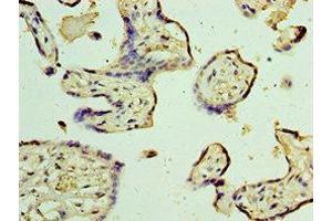 Immunohistochemistry of paraffin-embedded human placenta tissue using ABIN7172887 at dilution of 1:100 (TRPV4 Antikörper  (AA 1-230))