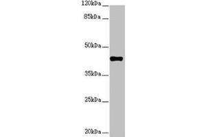 Western blot All lanes: SH3GL1 antibody at 2. (SH3GL1 Antikörper  (AA 219-368))