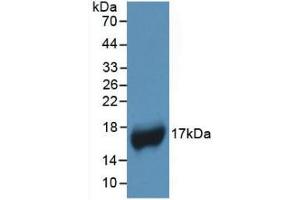 Western Blot; Sample: Recombinant APOA1, Human. (APOA1 Antikörper  (AA 122-267))