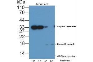 Detection of CASP3 in lysates of Jurkat cell line using Monoclonal Antibody to Caspase 3 (CASP3) (Caspase 3 Antikörper  (AA 29-175))