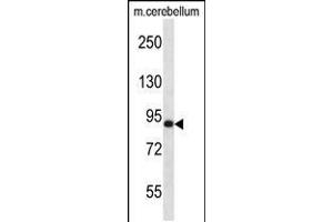 Western blot analysis in mouse cerebellum tissue lysates (35ug/lane). (MARK3 Antikörper  (C-Term))