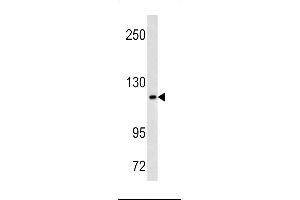 Western blot analysis of MAML3 antibody in Hela cell line lysates (35ug/lane) (MAML3 Antikörper  (C-Term))