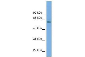 NLK antibody used at 0.