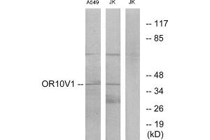 Western blot analysis of extracts from A549 cells and Jurkat cells, using OR10V1 antibody. (OR10V1 Antikörper  (Internal Region))