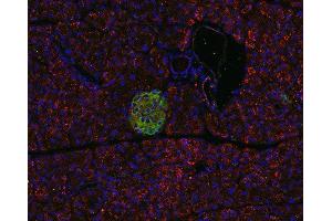 Indirect immunostaining of PFA fixed, paraffin embedded pancreas section with anti-pantophysin (dilution 1 : 500; red) and guinea pig anti-VAMP 1/2/3 (ABIN1742192, dilution 1 : 500; green). (SYPL1 Antikörper  (AA 242-261))