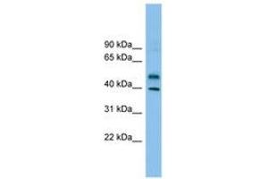 Image no. 1 for anti-Zinc Finger Protein 784 (ZNF784) (AA 215-264) antibody (ABIN6744901) (ZNF784 Antikörper  (AA 215-264))