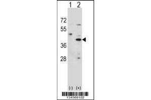 Western blot analysis of HSD3B1 using rabbit polyclonal HSD3B1 Antibody using 293 cell lysates (2 ug/lane) either nontransfected (Lane 1) or transiently transfected (Lane 2) with the HSD3B1 gene. (HSD3B1 Antikörper  (N-Term))