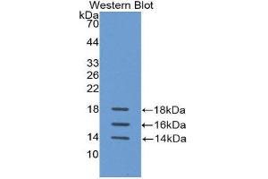 Western Blotting (WB) image for anti-Interleukin 15 (IL15) (AA 50-162) antibody (ABIN3209516) (IL-15 Antikörper  (AA 50-162))