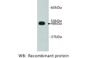Image no. 1 for anti-FAT Tumor Suppressor Homolog 4 (FAT4) antibody (ABIN1112888) (FAT4 Antikörper)