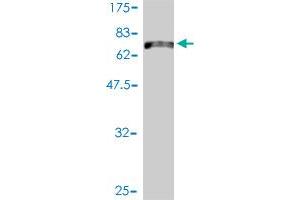 Western Blotting (WB) image for anti-Potassium Voltage-Gated Channel, Subfamily F, Member 1 (KCNF1) (AA 1-494) antibody (ABIN561581)