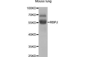 Western blot analysis of extracts of mouse lung, using RBPJ antibody. (RBPJ Antikörper)