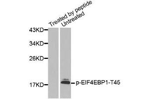 Western blot analysis of extracts from HeLa cells using Phospho-EIF4EBP1-T45 antibody (ABIN2987638). (eIF4EBP1 Antikörper  (pThr45))