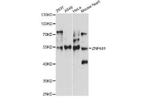 Western blot analysis of extracts of various cell lines, using ZNF641 antibody (ABIN6292446) at 1:1000 dilution.