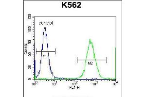 Flow cytometric analysis of K562 cells (right histogram) compared to a negative control cell (left histogram). (Cardiotrophin 1 Antikörper  (C-Term))