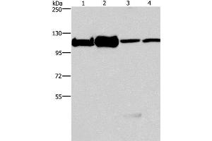 Western Blot analysis of 293T, K562, NIH/3T3 and hela cell using MCM6 Polyclonal Antibody at dilution of 1:500