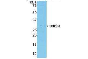 Rabbit Capture antibody from the kit in WB with Positive Control: Sample Human serum. (Coagulation Factor V ELISA Kit)