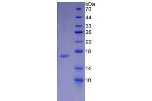 SDS-PAGE analysis of Rat Midkine Protein. (Midkine Protein)