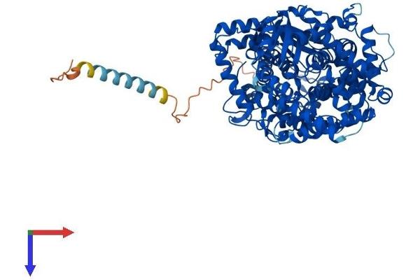 MMEL1 Protein (AA 1-765) (His tag)