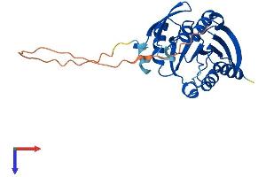 METTL21C Protein (AA 1-264) (His tag)