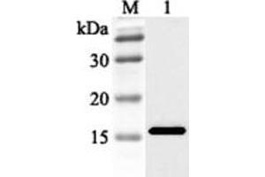 Western blot analysis using anti-FABP3 (human), pAb  at 1:2'000 dilution. (FABP3 Antikörper)