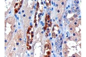 ABIN184784 (3µg/ml) staining of paraffin embedded Human Kidney.