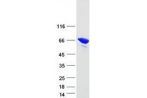 Western Blotting (WB) image for Lamin A/C (LMNA) (Transcript Variant 2) protein (Myc-DYKDDDDK Tag) (ABIN2712309)