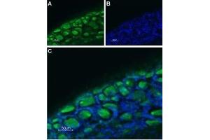Expression of Serotonin receptor 3B in rat DRG - Immunohistochemical staining of rat dorsal root ganglion (DRG) frozen sections using Anti-5HT3B Receptor (HTR3B) (extracellular)-ATTO Fluor-488 Antibody (ABIN7043623). (Serotonin Receptor 3B Antikörper  (Extracellular, N-Term) (Atto 488))
