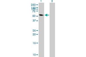 Western Blot analysis of FRK expression in transfected 293T cell line by FRK MaxPab polyclonal antibody. (FRK Antikörper  (AA 1-505))