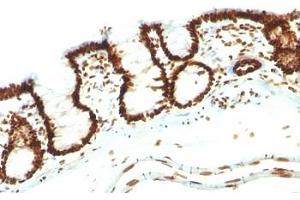 Formalin-fixed, paraffin-embedded rat colon stained with Nuclear marker antibody (NM106). (Nuclear Marker Antikörper)