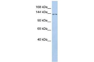 TMEM132B antibody used at 1 ug/ml to detect target protein. (TMEM132B Antikörper  (Middle Region))