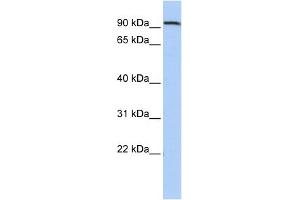WB Suggested Anti-AHRR Antibody Titration:  0. (AHRR Antikörper  (Middle Region))