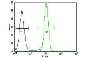 AKT2 antibody flow cytometric analysis of HeLa cells (right histogram) compared to a negative control (left histogram).