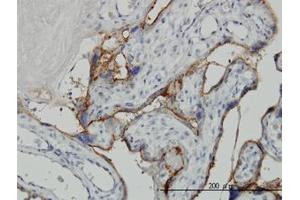 Image no. 1 for anti-Alkaline Phosphatase, Placental-Like 2 (ALPPL2) (AA 365-455) antibody (ABIN769091) (ALPPL2 Antikörper  (AA 365-455))