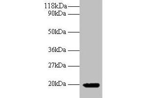 Western blot All lanes: IFNG antibody at 2 μg/mL + 293T whole cell lysate Secondary Goat polyclonal to rabbit IgG at 1/10000 dilution Predicted band size: 20 kDa Observed band size: 20 kDa (Interferon gamma Antikörper  (AA 24-162))
