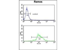 Flow cytometry analysis of Ramos cells using HADHA Antibody (C-term) Cat. (HADHA Antikörper  (C-Term))