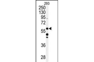 Western blot analysis of anti-CABC1 Antibody (C-term ) (ABIN391179 and ABIN2841277) in 293 cell line lysates (35 μg/lane). (COQ8A Antikörper  (C-Term))